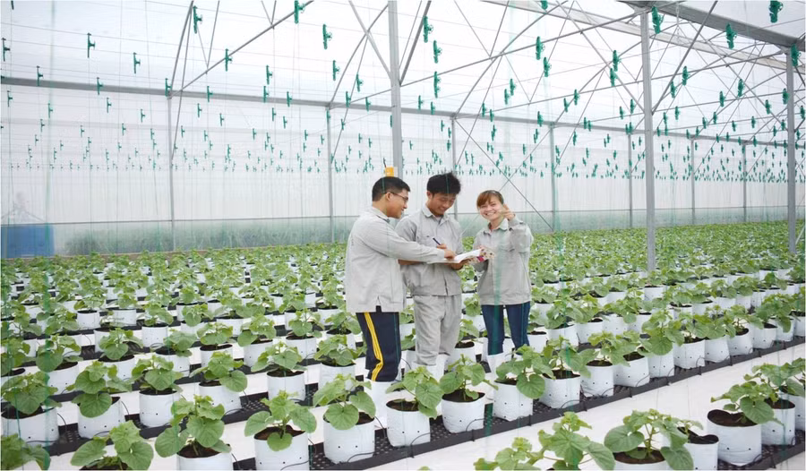 Kỹ thuật trồng trọt tiên tiến giúp tăng năng suất và “đầu ra” tốt hơn