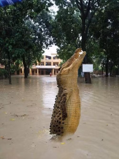 Cá sấu tận hưởng không khí thành thị. Cá sấu tận hưởng không khí thành thị.