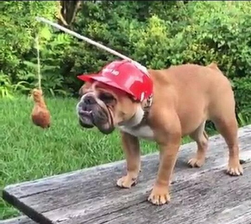 Động lực giảm cân.