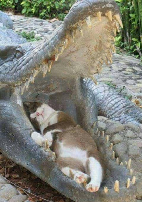 10-anh-hai-hot-nhat-facebook-trong-ngay-8