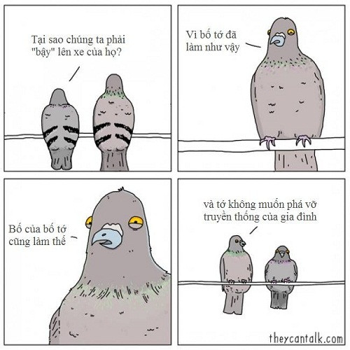 Truyền thống của loài bồ câu.