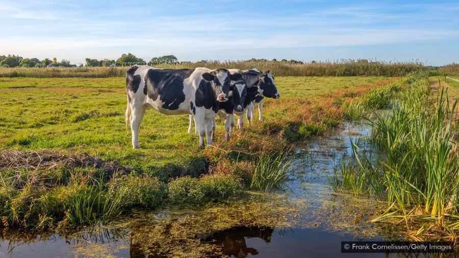 Bò sữa là yếu tố chính quyết định chiều cao của người Hà Lan.