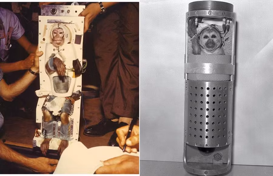 Khỉ Able (trái) và khỉ Baker bị buộc trong khoang trên phi thuyền chuẩn bị được phóng lên không gian.