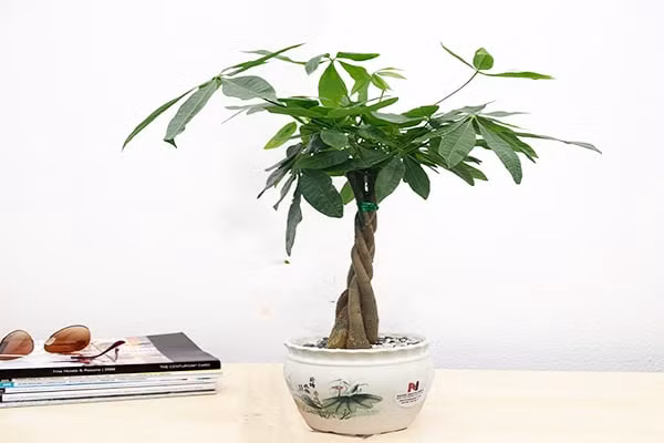 Người mệnh Kim nên đặt cây kim ngân lên bàn làm việc để tăng tài lộc.