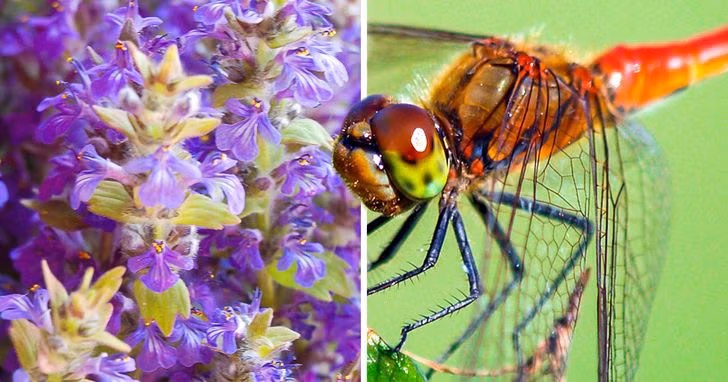 9 loại cây trồng trong vườn giúp đuổi muỗi ảnh 2