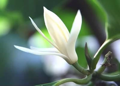 Hoa ngọc lan - Cây cảnh làm thuốc
