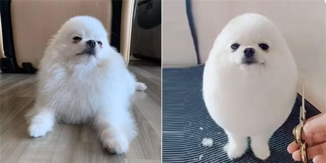 “Chú chó hình quả trứng” Pom Pom khiến dân mạng phát cuồng