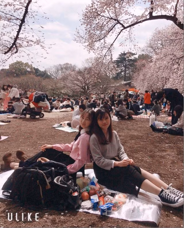 Ngắm hoa anh đào nở - Ngẫm về sự thanh cao, khiêm nhường của người Nhật - 4