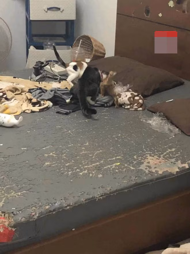 gai xinh "bung" tien nha, de lai can phong nhu bai rac gay phan no hinh anh 4