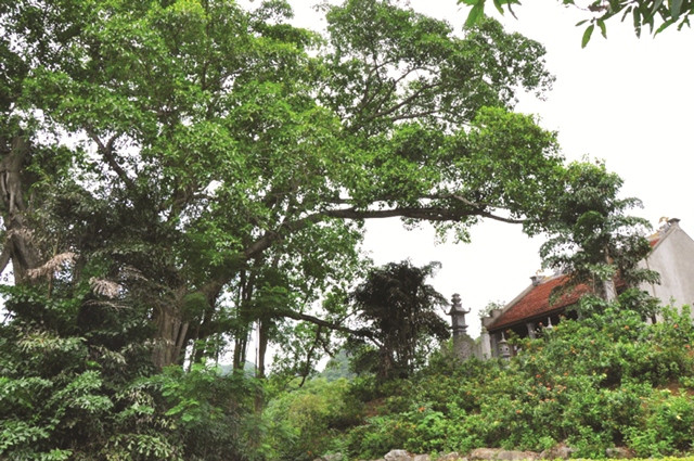 Cây đa ngàn tuổi đã di chuyển 3 lần quanh ngôi đền cổ