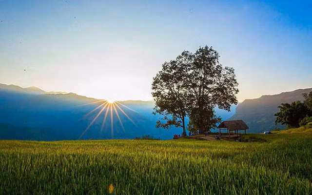 Lên Y Tý ngắm ruộng bậc thang mùa lúa vàng ảnh 6