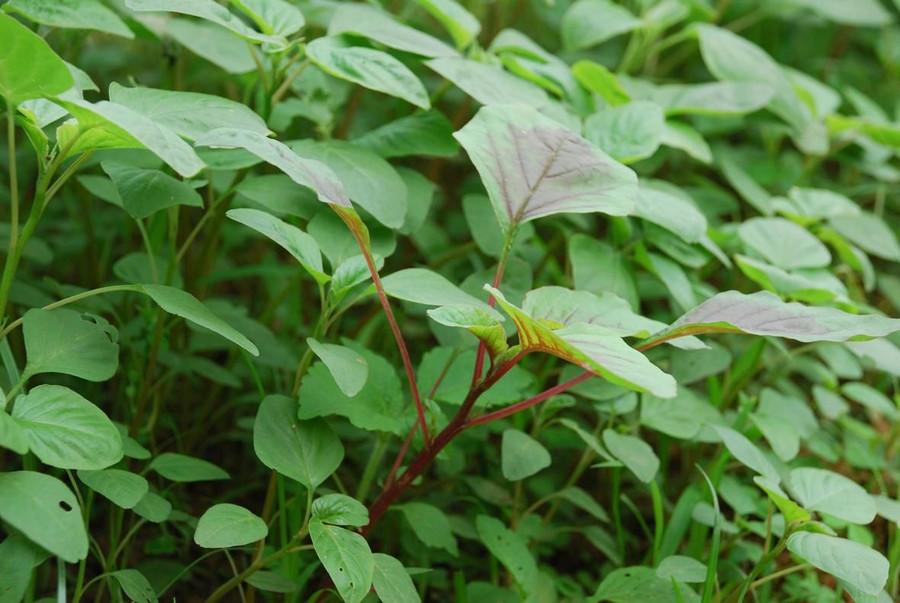 Rau tập tàng Rau tập tàng