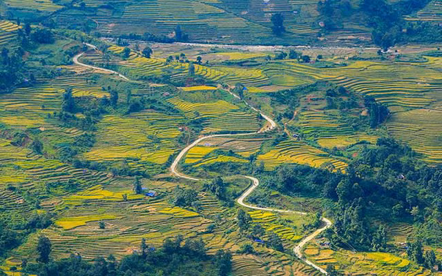 Lên Y Tý ngắm ruộng bậc thang mùa lúa vàng ảnh 14