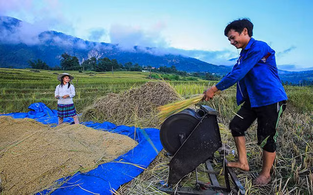 Lên Y Tý ngắm ruộng bậc thang mùa lúa vàng ảnh 12