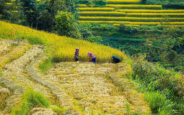 Lên Y Tý ngắm ruộng bậc thang mùa lúa vàng ảnh 11