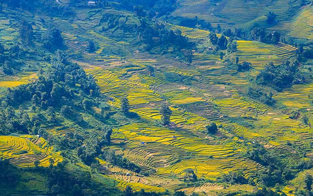 Lên Y Tý ngắm ruộng bậc thang mùa lúa vàng ảnh 2