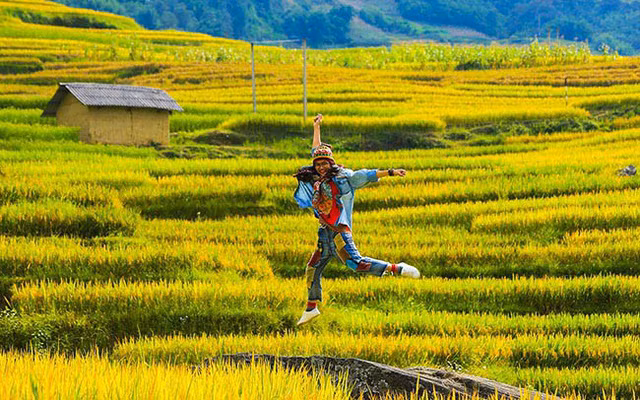 Lên Y Tý ngắm ruộng bậc thang mùa lúa vàng ảnh 9