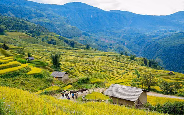 Lên Y Tý ngắm ruộng bậc thang mùa lúa vàng ảnh 3