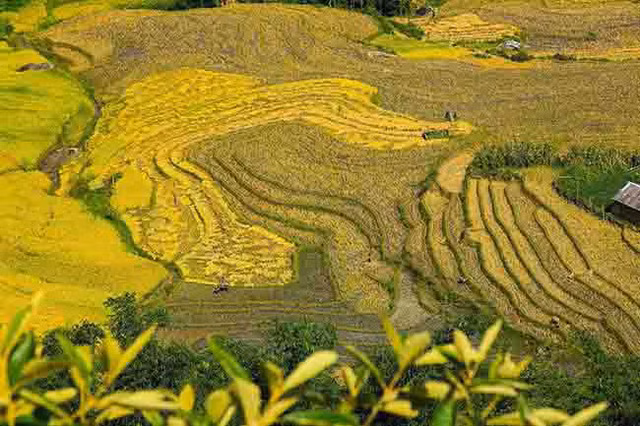 Lên Y Tý ngắm ruộng bậc thang mùa lúa vàng ảnh 16