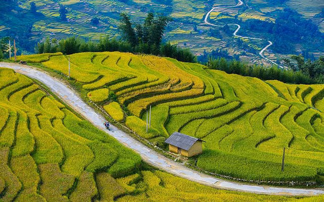 Lên Y Tý ngắm ruộng bậc thang mùa lúa vàng ảnh 8