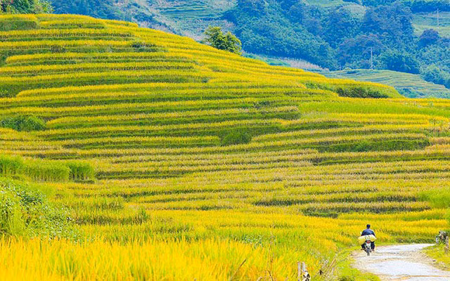 Lên Y Tý ngắm ruộng bậc thang mùa lúa vàng ảnh 10