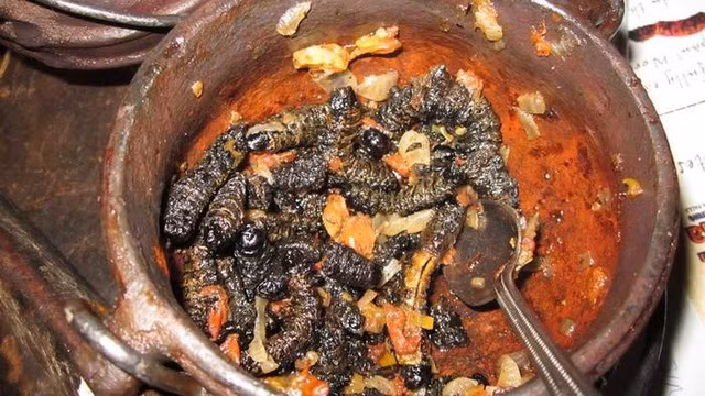 Kỳ lạ món sâu Châu Phi có giá “chát” hơn cả tôm hùm - 8
