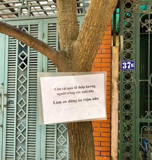 Tâm thư gửi xoài tặc.