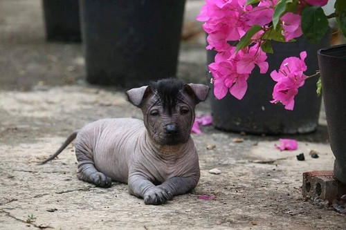 Trang phục mát mẻ của cún cưng trong những ngày hè oi ả.