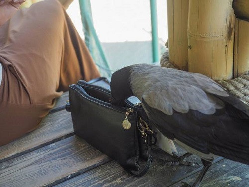 Bắt quả tang đạo chích đang hành nghề.