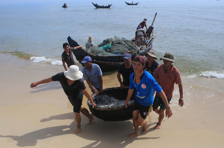 Trúng mùa cá cơm