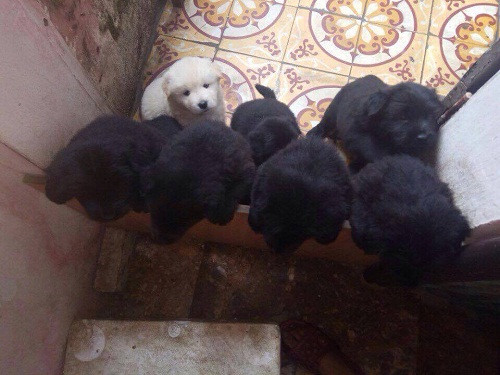 Đang in thì hết mực. Đang in thì hết mực.