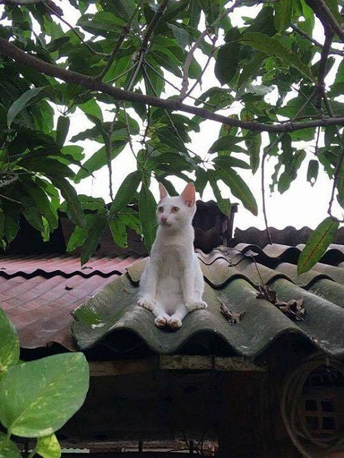 Lên nóc nhà bắt con mèo. Lên nóc nhà bắt con mèo.