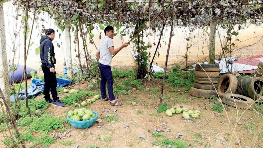 GV trồng rau củ để tăng cường cho bữa ăn bán trú HS. Ảnh: Thanh Long