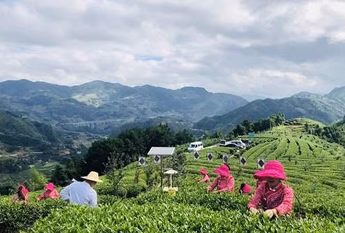 Đặc sản quý hiếm, cất kỹ 20 năm đem ra càng ngon, giá khủng gần 5 triệu/kg-6