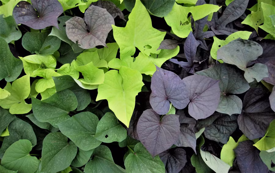 Lá khoai lang là một nguồn cung cấp vitamin C dồi dào. (Ảnh: ITN).