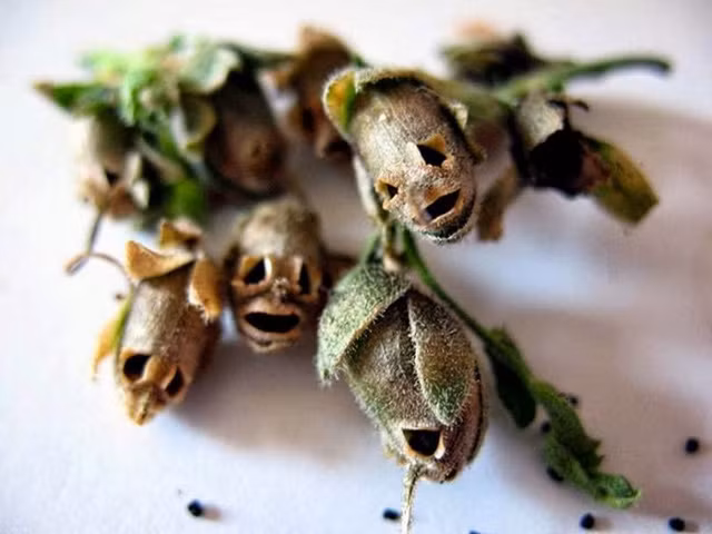 Ngắm vẻ đẹp lạ kỳ của những bông hoa mang hình đầu lâu ảnh 2