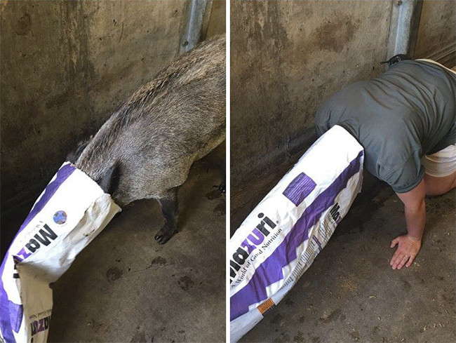 hai huoc nhan vien so thu &quot;song ao&quot; nhai lai dong vat hinh anh 15