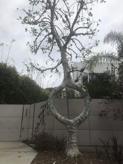 Tuyệt tác của tạo hóa. Tuyệt tác của tạo hóa.