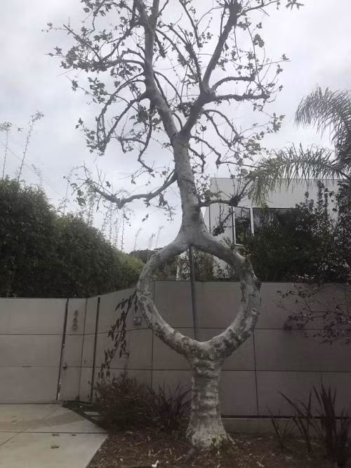 Tuyệt tác của tạo hóa.