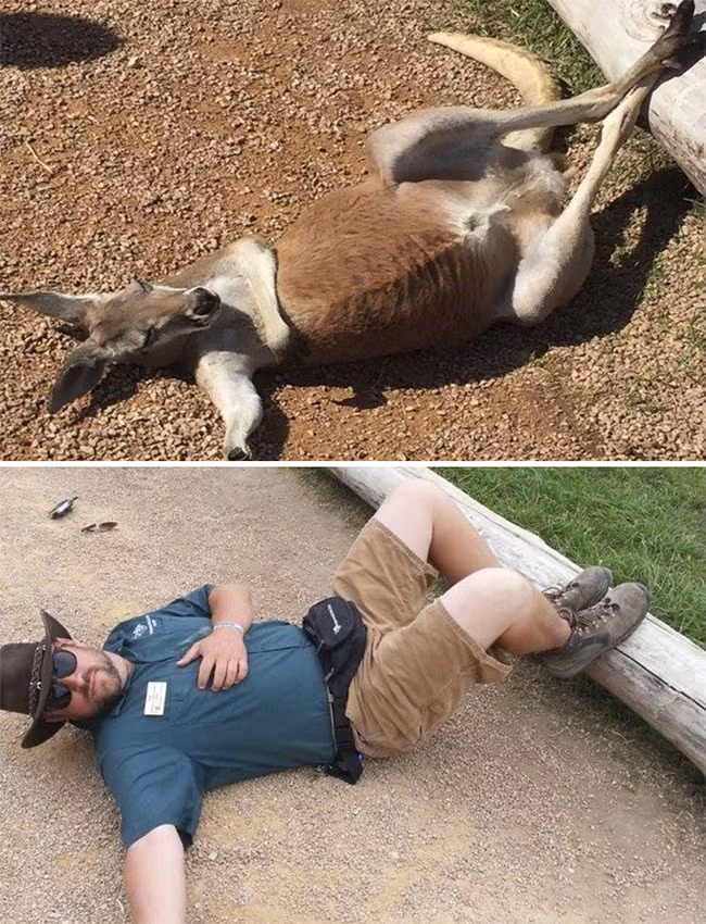 Hài hước nhân viên sở thú "sống ảo" nhại lại động vật hình ảnh 3 hai huoc nhan vien so thu "song ao" nhai lai dong vat hinh anh 3