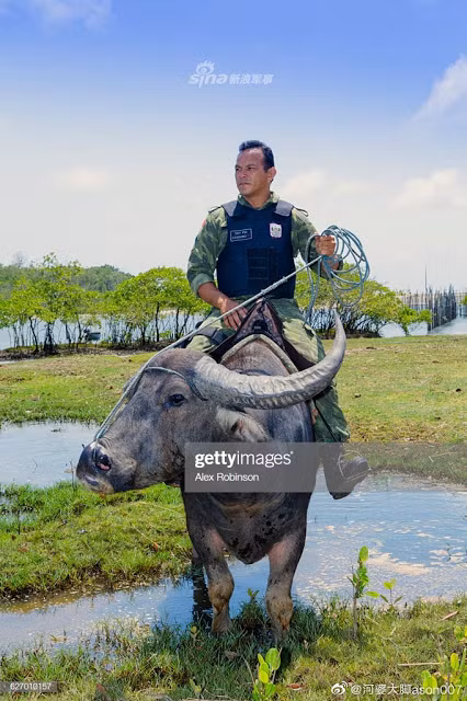 chuyen la thu vi: quan canh brazil cuoi trau de tuan tra hinh anh 5