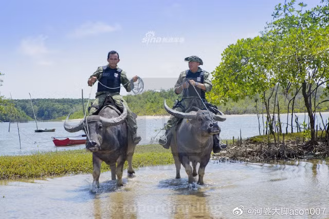 Chuyện lạ thú vị: Quân cảnh Brazil cưỡi trâu để tuần tra