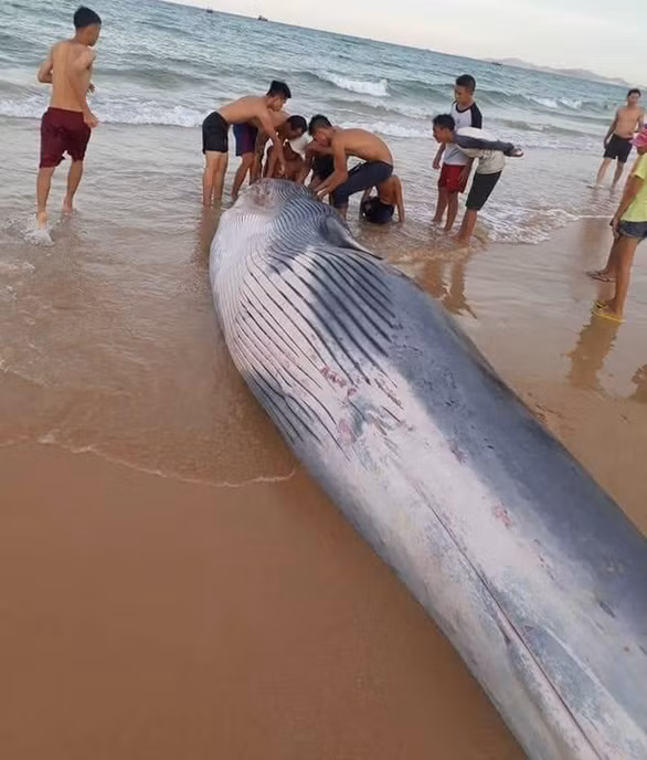 Xác cá Ông khi dạt vào bãi biển Tuần Lễ. Ảnh : CTV