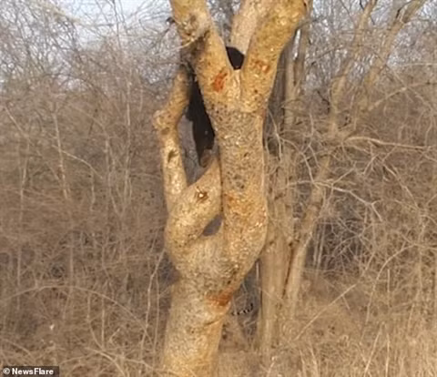 Gam gu doa gau den, ho non nhan cai ket be bang