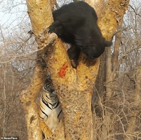 Gam gu doa gau den, ho non nhan cai ket be bang