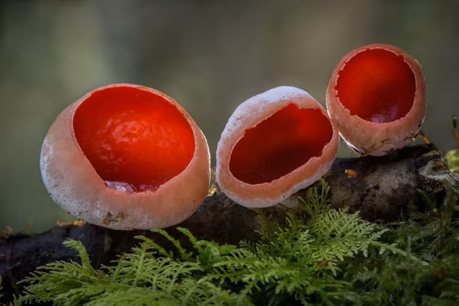 Đâu chỉ hoa mới có màu sắc rực rỡ, nhiều loại nấm còn lộng lẫy hơn nhiều - Ảnh 2.