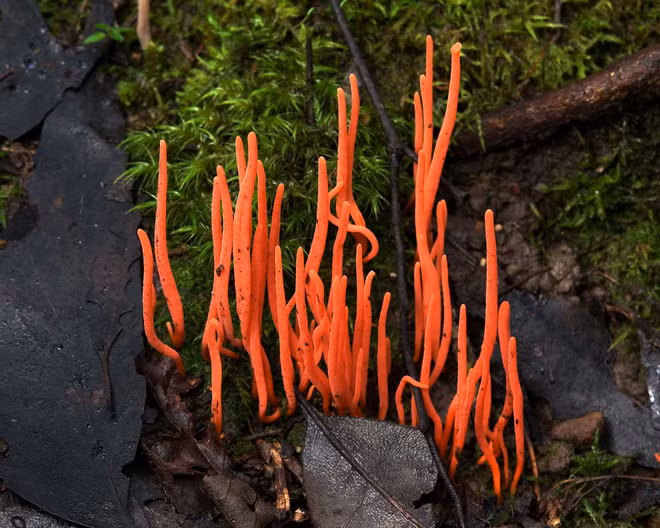 Đâu chỉ hoa mới có màu sắc rực rỡ, nhiều loại nấm còn lộng lẫy hơn nhiều - Ảnh 10.