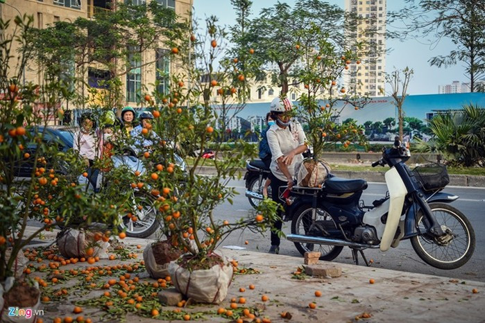 Một số người dân tranh thủ nhặt cây quất còn đẹp để đem về nhà dùng, số chậu cây chết khô héo còn lại bị vứt ngổn ngang trên vỉa hè. Một số người dân tranh thủ nhặt cây quất còn đẹp để đem về nhà dùng, số chậu cây chết khô héo còn lại bị vứt ngổn ngang trên vỉa hè.
