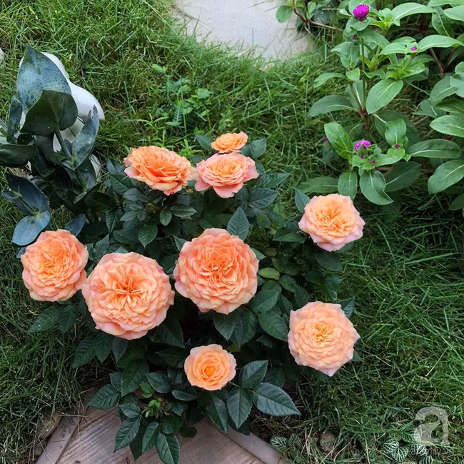 Mùng 1 đầu năm ghé thăm ban công rực rỡ sắc xuân đẹp đến nao lòng của mẹ Hà Thành - Ảnh 11.