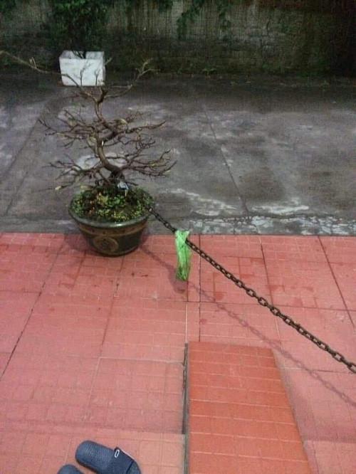 Bí kíp chống đạo tặc hoa mai. Bí kíp chống đạo tặc hoa mai.